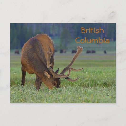 Brits Columbia elk briefkaart (Voorkant)