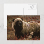 Brits Columbia grizzly beer briefkaart (Voorkant / Achterkant)