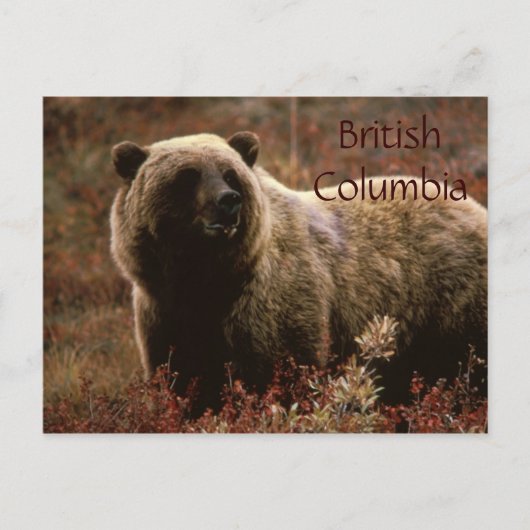 Brits Columbia grizzly beer briefkaart (Voorkant)