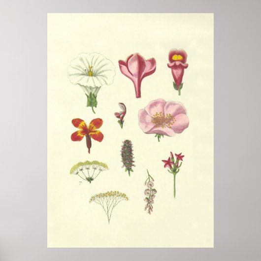  Brits Floral Poster (Voorkant)