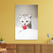 Brits horthair kitten die speelgoed muizen ruikt canvas afdruk (Insitu (Woonkamer))
