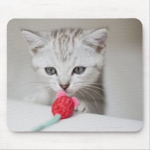 Brits horthair kitten die speelgoed muizen ruikt muismat