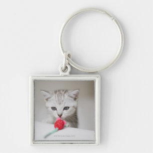 Brits horthair kitten die speelgoed muizen ruikt sleutelhanger
