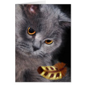 Brits kat met korte haar, blanco verf (Voorkant)