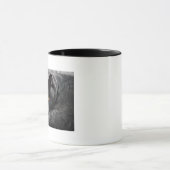 Brits Kat Shorthair Mok (Midden)