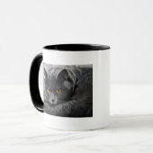 Brits Kat Shorthair Mok (Voorkant links)