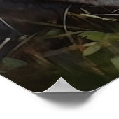 Brits Korthaar Cat Art Print Poster (Hoek)