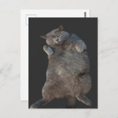 Brits Korthaar Cat Kat Liggend op rug Briefkaart (Voorkant / Achterkant)