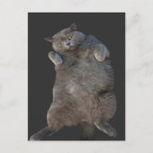 Brits Korthaar Cat Kat Liggend op rug Briefkaart (Voorkant)