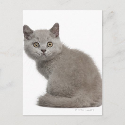 Brits Korthaar Kitten | 10 weken Briefkaart (Voorkant)