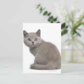 Brits Korthaar Kitten | 10 weken Briefkaart (Staand voorkant)
