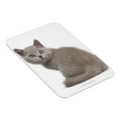 Brits Korthaar Kitten | 10 weken Magneet (Rechterzijde)