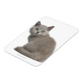 Brits Korthaar Kitten | 10 weken Magneet (Linkerzijde)