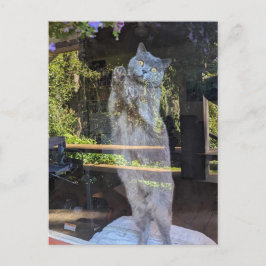 Brits Korthaar Kitty Kat In Venster Briefkaart