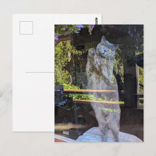 Brits Korthaar Kitty Kat In Venster Briefkaart (Voorkant / Achterkant)