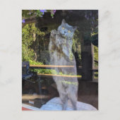 Brits Korthaar Kitty Kat In Venster Briefkaart (Voorkant)