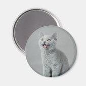 Brits shorthair kat magneet (Voorkant / Achterkant)