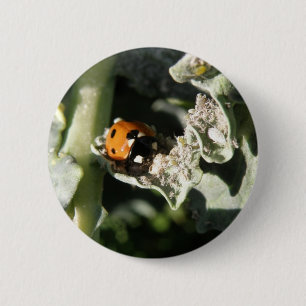 Britse 7-vlek lieveheersbeestje knop ronde button 5,7 cm