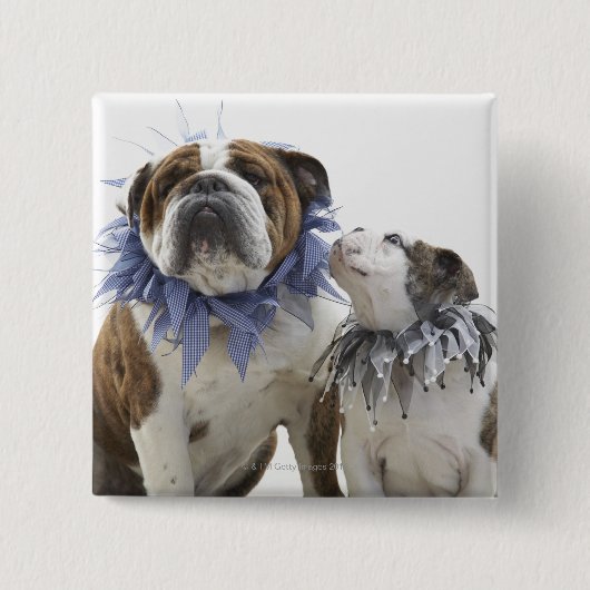 Britse bulldog en puppy met een jesterkraag, vierkante button 5,1 cm (Voorkant)
