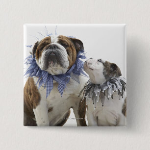 Britse bulldog en puppy met een jesterkraag, vierkante button 5,1 cm