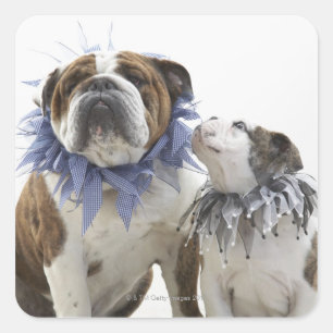 Britse bulldog en puppy met een jesterkraag, vierkante sticker