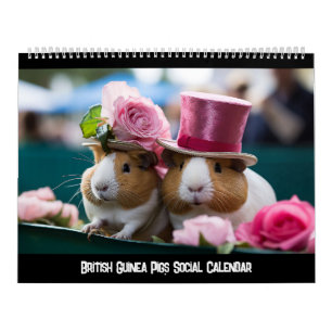 Britse cavia's sociale kalender