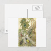 Britse Kevers Briefkaart (Voorkant / Achterkant)