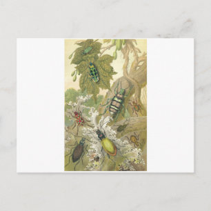 Britse Kevers Briefkaart