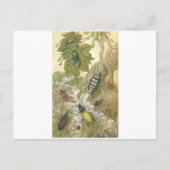 Britse Kevers Briefkaart (Voorkant)