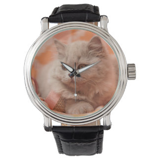 Britse korthaar, Britse langhaar, Lila Horloge
