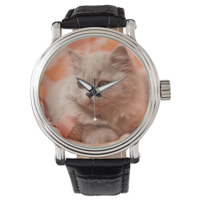 Britse korthaar, Britse langhaar, Lila Horloge (Voorkant)