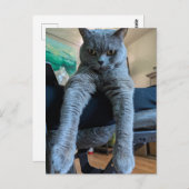 Britse Korthaar Grijs Kat Kat Liggen Hanging Briefkaart (Voorkant / Achterkant)