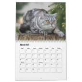 Britse Korthaar Kalender (Mar 2027)