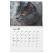 Britse Korthaar Kalender (Feb 2027)