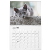 Britse Korthaar Kalender (Jan 2027)