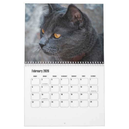 Britse Korthaar Kalender (Feb 2026)