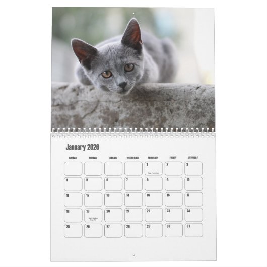 Britse Korthaar Kalender (Jan 2026)