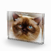 Britse Korthaar Kat Fotoblokken (Rechts)