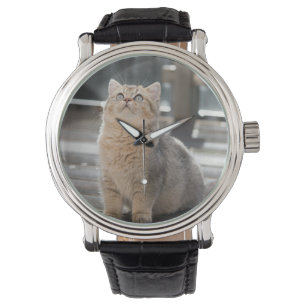 Britse korthaar, kat, huisdier horloge