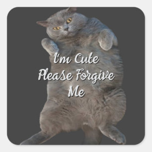 Britse Korthaar Kat Kat op Back Apology Kaart Vierkante Sticker