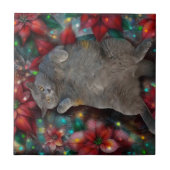 Britse Korthaar Kat Kat Poinsettias Kerst Tegeltje (Voorkant)