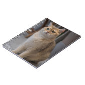 Britse Korthaar, kattenras, kat Notitieboek (Linkerzijde)
