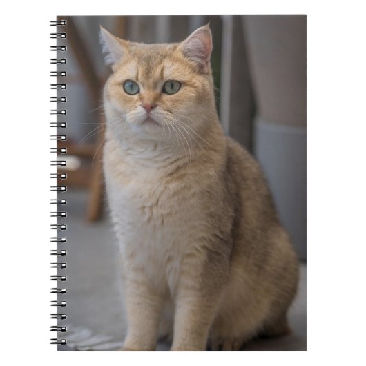 Britse Korthaar, kattenras, kat Notitieboek (Voorkant)