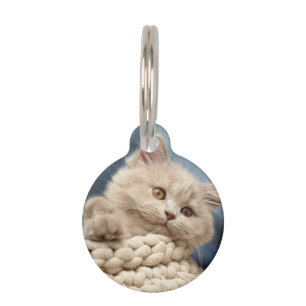 Britse korthaar, Kitten, Huisdier Huisdierpenning