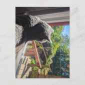 Britse korthaar reflectie in venster foto briefkaart (Voorkant)