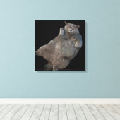 Britse korthaar vet kat liggend op rug canvas afdruk (Insitu (Houten vloer))