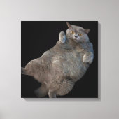 Britse korthaar vet kat liggend op rug canvas afdruk (Voorkant)