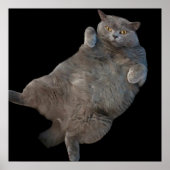 Britse korthaar vet kat liggend op rug poster (Voorkant)
