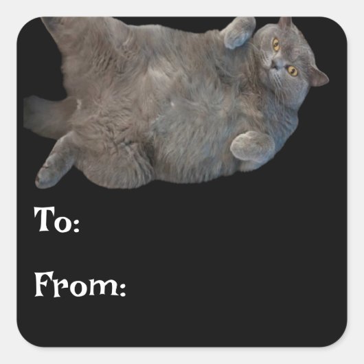 Britse korthaar vet kat liggend op rug vierkante sticker (Voorkant)
