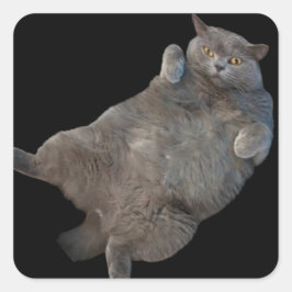 Britse korthaar vet kat liggend op rug vierkante sticker